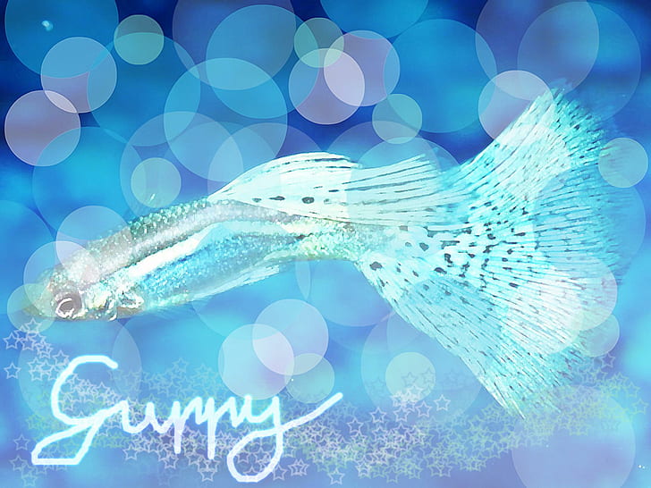 Blue Neon Guppy, silver beta fish, blue, guppy, beautiful, fish, animals, HD wallpaper