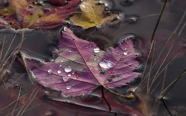 folha roxa, natureza, folhas, folhas de bordo, gotas de água, água, grama, outono, HD papel de parede