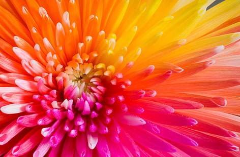 الزهور الملونة عالية الدقة تحميل سطح المكتب، خلفية HD HD wallpaper
