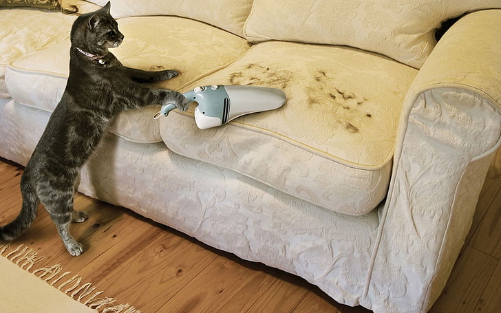 short-coated gray cat, cat, hair, vacuum cleaner, HD wallpaper