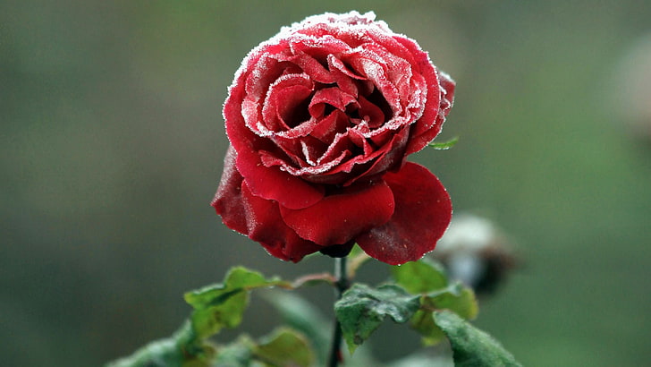 Red Rose, Frozen, HD wallpaper