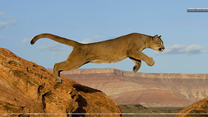 Puma para Jasnas, puma, león de montaña, naturaleza, saltos, pumas, animales, Fondo de pantalla HD
