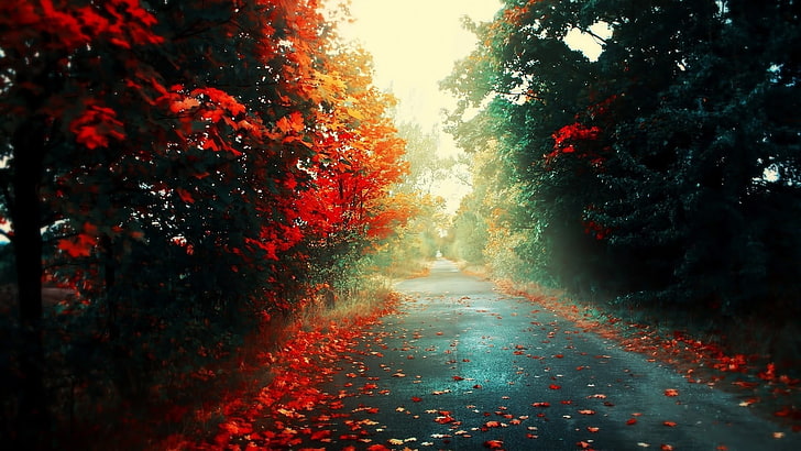 الأشجار الحمراء ، الطريق فارغ مع أشجار الزهرة الحمراء في النهار ، الخريف ، الأوراق، خلفية HD