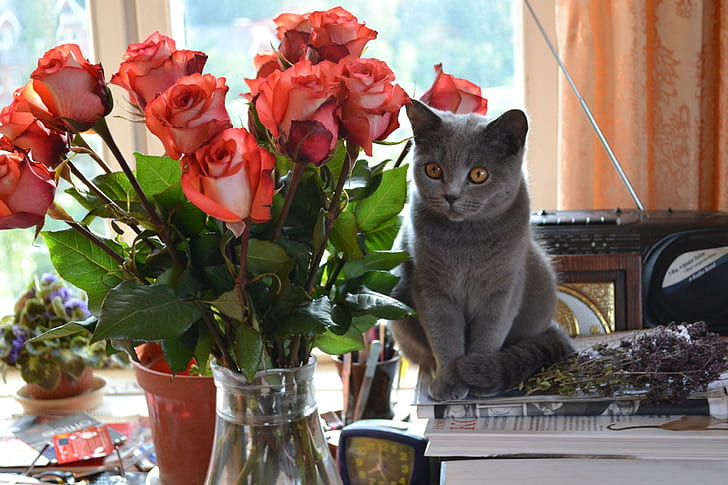 *** Cat Roses ***, koty, roze, zwierzeta, kwiaty, животни, HD тапет