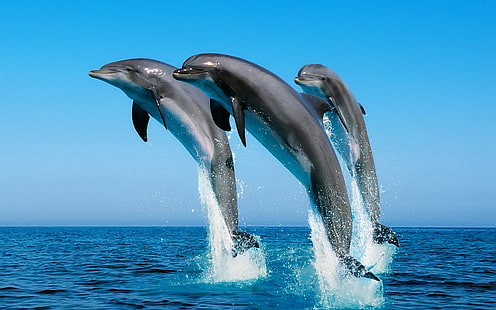 brauner und schwarzer Fischdekor, Delphin, Photoshop, Tiere, HD-Hintergrundbild HD wallpaper