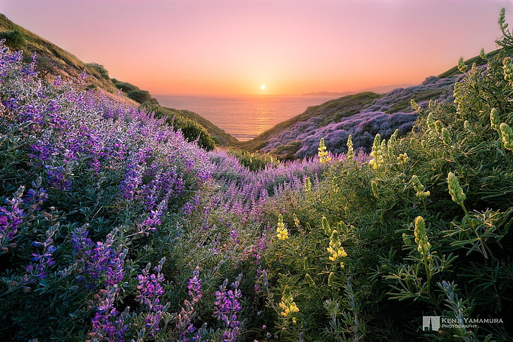 havet, solen, solnedgången, blommor, kullar, vacker, fotograf, Kenji Yamamura, HD tapet