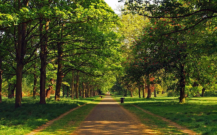 Spring In The Park, spring, trees, path, park, nature and landscapes, HD wallpaper