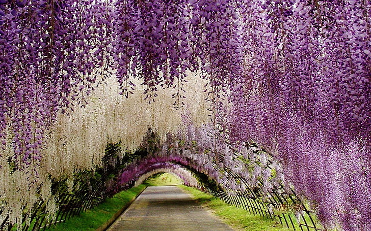 Plantas decorativas Flor de glicina Flores blancas violetas y rosadas Floreciente Túnel de flores Parque de flores Ashikaga Japón 2880 × 1800, Fondo de pantalla HD