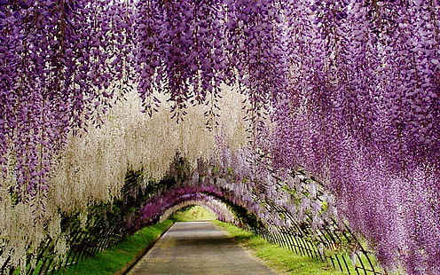 観葉植物藤の花白紫とピンクの花花の咲くトンネル足利フラワーパークジャパン2880×1800、 HDデスクトップの壁紙 HD wallpaper