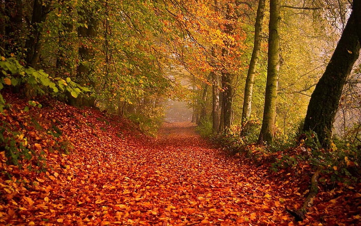 зеленые лиственные деревья, пейзажная фотография лесной тропинки с красными листьями, осень, лес, природа, HD обои