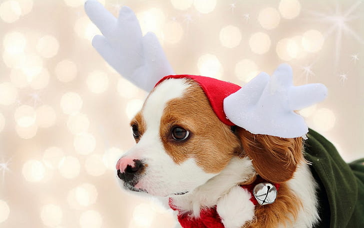 Holidays, Cute, Dog, Christmas, holidays, cute, dog, christmas, HD wallpaper