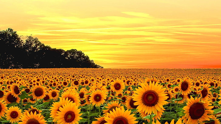 лято, слънчоглед, слънчогледи, слънчогледово поле, поле, залез, оранжево небе, природа, HD тапет
