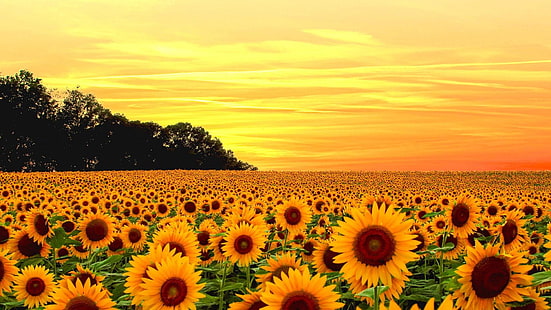 musim panas, bunga matahari, bunga matahari, bidang bunga matahari, bidang, matahari terbenam, langit oranye, alam, Wallpaper HD HD wallpaper