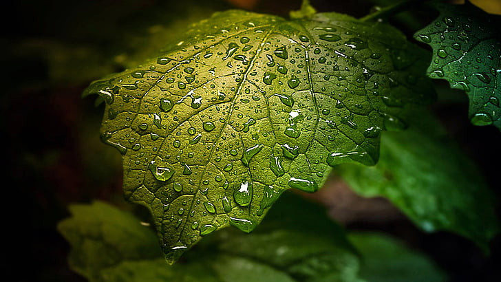 녹색 잎, 물방울, 드롭, 잎, 가까이, 물방울, HD 배경 화면