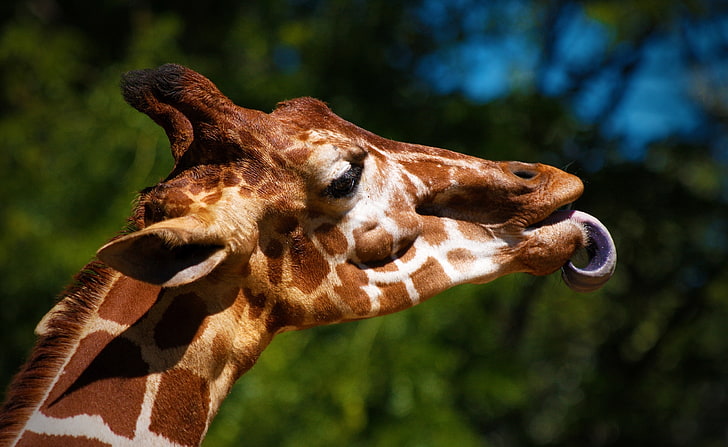 Giraff sticker ut sin tunga, brun och vit giraff, djur, vild, rolig, djur, giraff, tunga, sticker, HD tapet