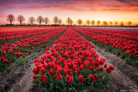 fleurs roses rouges, champ, arbres, coucher de soleil, tulipes, Fond d'écran HD HD wallpaper