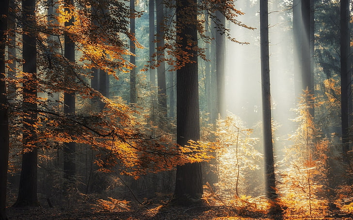 brown leafed trees, landscape, nature, sun rays, forest, fall, sunlight, trees, leaves, mist, HD wallpaper