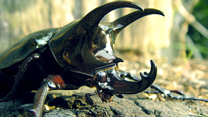 black 3-horn beetle, beetle, horn, shell, crawl, HD wallpaper
