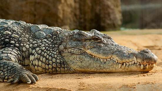 крокодили, влечуги, почивка, пясък, животни, HD тапет HD wallpaper