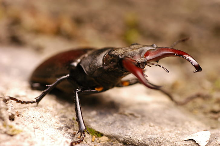 kumbang rusa, Wallpaper HD