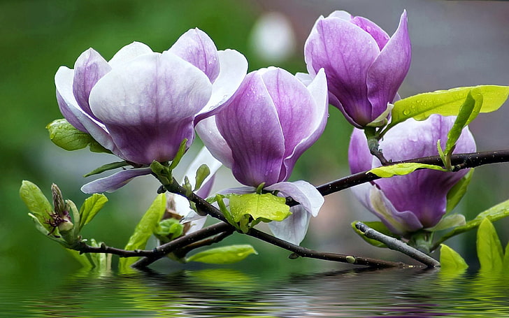 Magnolia Purple Flowers Twig with Green Leaves Water Desktop Wallpaper Hd за мобилни телефони и лаптопи 3840 × 2400, HD тапет