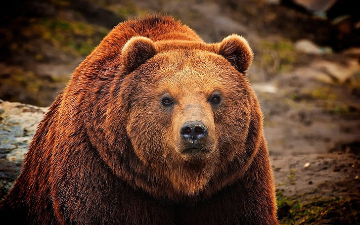 หมีสีน้ำตาลใบหน้าระยะใกล้บราวน์หมีใบหน้า, วอลล์เปเปอร์ HD