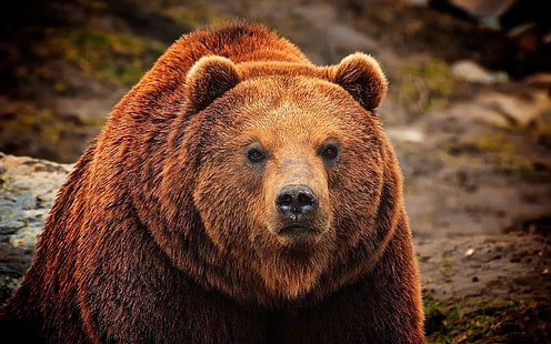 Oso pardo, cara, primer plano, marrón, oso, cara, Fondo de pantalla HD HD wallpaper