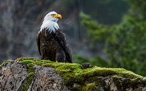 Cool Bald Eagle-Animal Widescreen Wallpaper, svartvit skallig örn, HD tapet HD wallpaper