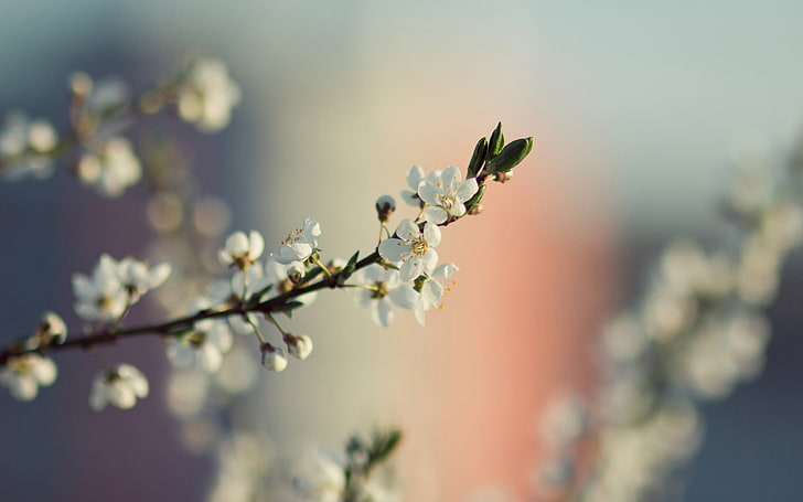 vita körsbärsblommor, fokusfotografering av vit orange blommablomma, makro, blommor, vita blommor, HD tapet