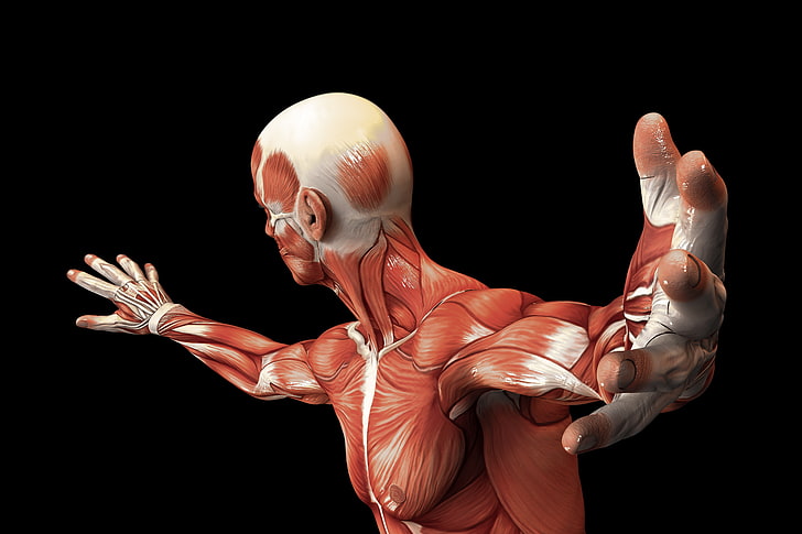 muscles, body, human, muscle fiber, HD wallpaper
