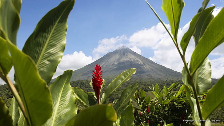 Red Ginger, Arenal Volcano, Costa Rica, Nature, HD wallpaper