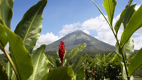 Gingembre rouge, Volcan Arenal, Costa Rica, Nature, Fond d'écran HD HD wallpaper