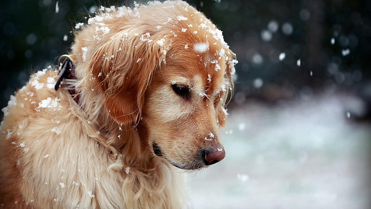 dog, snowflake, golden retriever, nose, dog breed, snow, snout, retriever, winter, snowing, fur, HD wallpaper