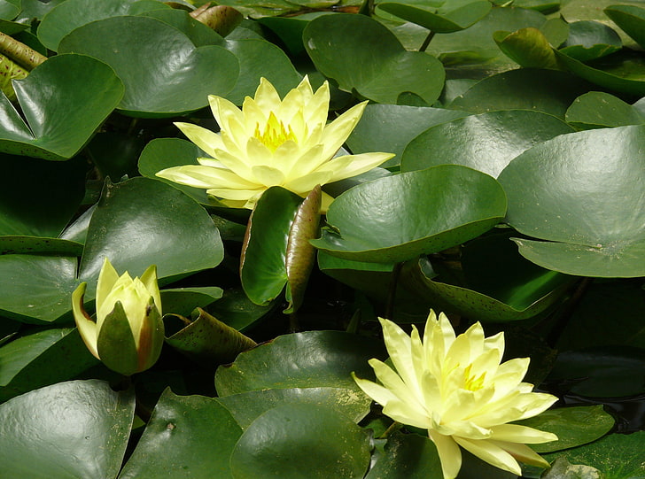 yellow water lily flowers, water lilies, water, leaves, pond, HD wallpaper