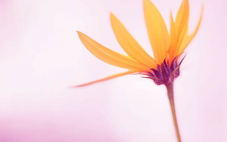 bunga, alam, makro, latar belakang sederhana, Wallpaper HD