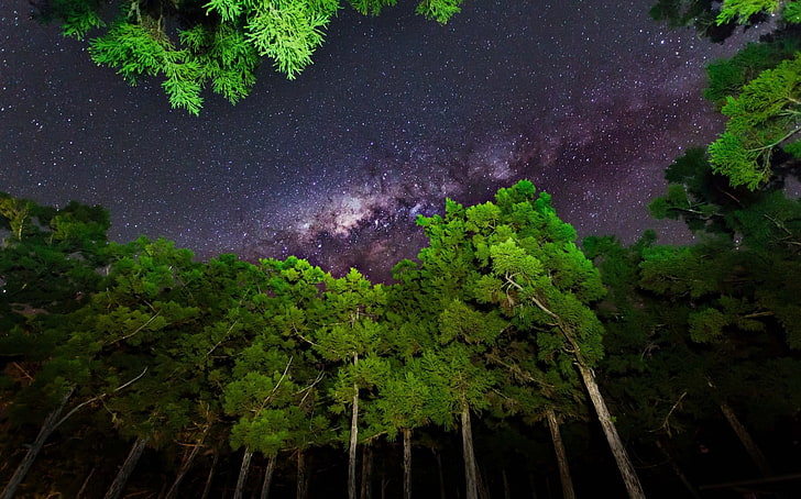 السماء ، الغابة ، النجوم ، درب التبانة، خلفية HD