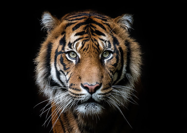 tiger, background, beast, HD wallpaper