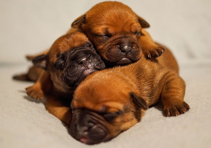 coklat, bulldog, bulldog, lucu, anjing, anjing, keluarga, sampah, cinta, indah, bahasa Inggris, anak anjing, sedang tidur, Wallpaper HD
