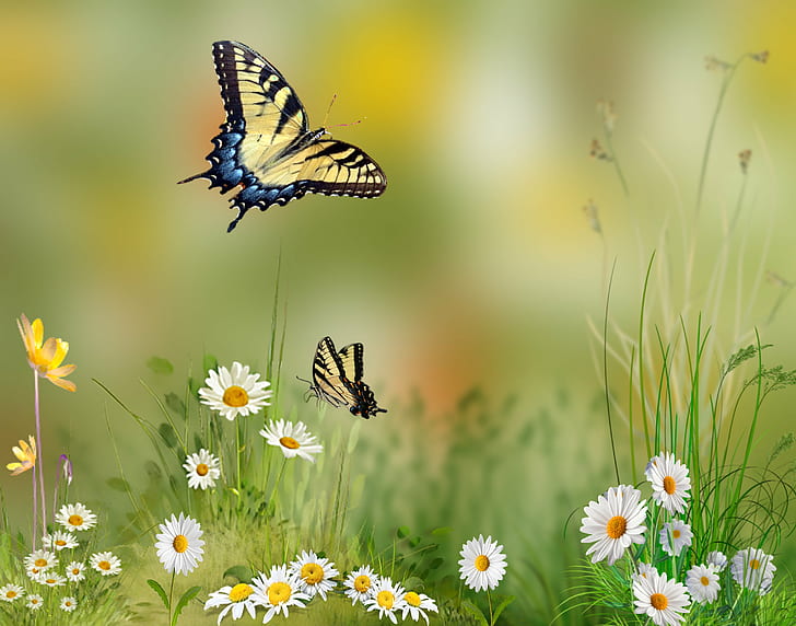 две бабочки-тигренки, парящие над белыми цветами ромашки, бабочка, махаон, бабочка, бабочка-парусник, тигрино-махаон, бабочки-парусники, белая ромашка, цветы, Красивая, глубина резкости, Тампа Флорида, Муха, на улице, насекомое, Желтый, Papilionidae, природа, лето, бабочка - насекомое, цветок, растение, луг, HD обои