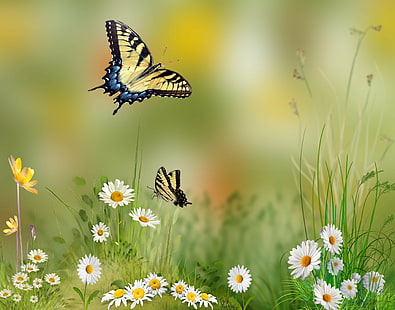 two Tiger Swallowtail butterflies hovering over white daisy flowers, butterfly, swallowtail, butterfly, Swallowtail butterfly, Tiger Swallowtail, Swallowtail butterflies, white daisy, flowers, Beautiful, depth of field, Tampa Florida, Fly, outdoor, insect, Yellow, Papilionidae, nature, summer, butterfly - Insect, flower, plant, meadow, HD wallpaper HD wallpaper