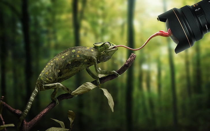 green Chameleon, nature, animals, trees, branch, chameleons, camera, lens, tongues, leaves, depth of field, Nikon, flies, forest, reflection, photo manipulation, humor, HD wallpaper