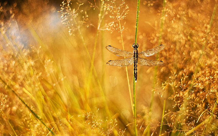 Summer, grass, dew, glare, dragonfly, black and yellow dragonfly, Summer, Grass, Dew, Glare, Dragonfly, HD wallpaper