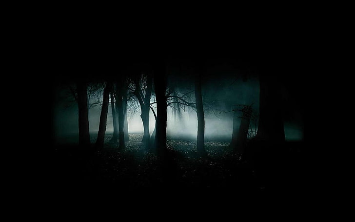 silhouette of trees in the forest, nature, landscape, forest, mist, HD wallpaper