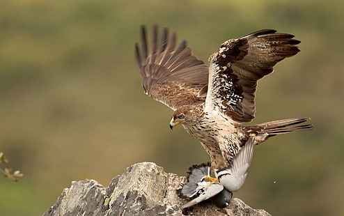 brauner und weißer Adler, Adler, Natur, Tiere, Vögel, HD-Hintergrundbild HD wallpaper