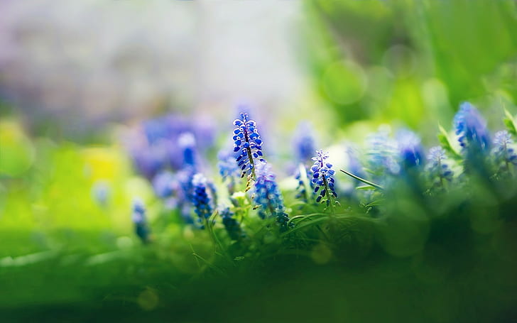 الطبيعة ، الزهور ، المسكاري ، عمق الحقل ، الزهور الزرقاء ، النباتات، خلفية HD