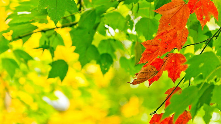 Nature Autumn Leaves Sunlight Macro Depth Field Desktop Background Images, maple leafs, leaves, autumn, background, depth, desktop, field, images, macro, nature, sunlight, HD wallpaper