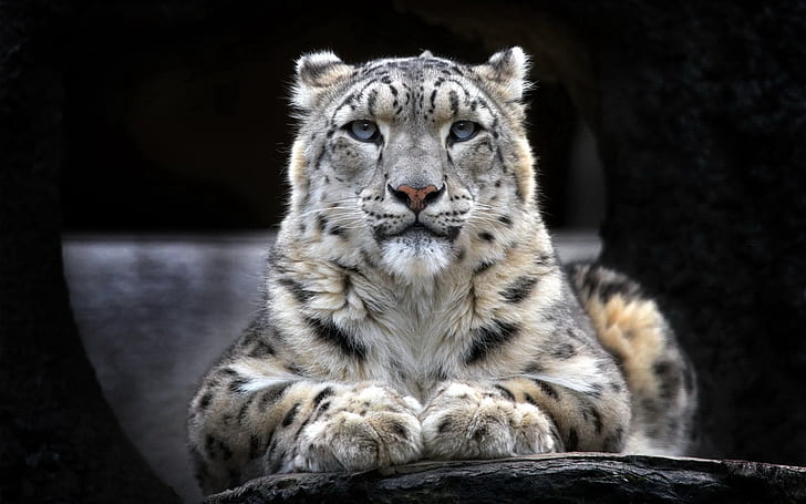 leopardo da neve pc hd, HD papel de parede