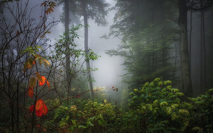 снимка на гора, природа, дървета, гора, дърво, растения, клон, листа, мъгла, слънчева светлина, падане, HD тапет