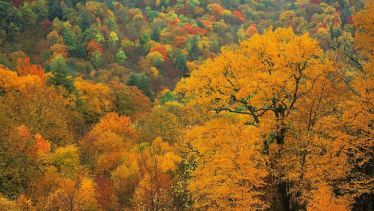 appalachian, autunno, carolina, montagne, nord, Sfondo HD