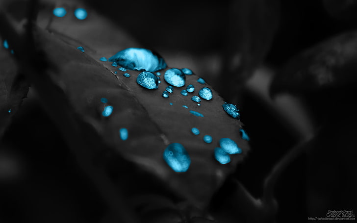 closeup photo of dew, leaves, water, nature, blue, HD wallpaper